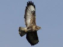 Buteo buteo